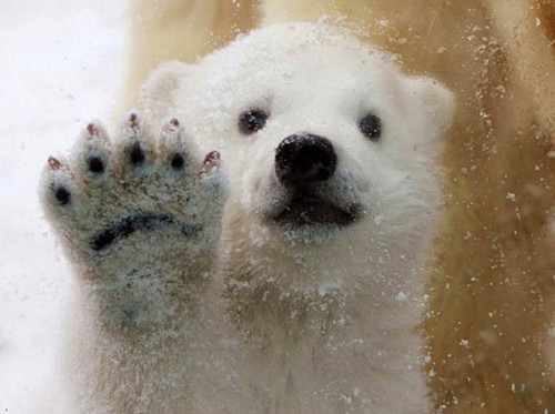 first snow for polar bear cub