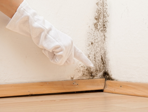 Get mold inspection, removal & testing services in Edmonton from Canada's Restoration Services. They perform residential and commercial mold removal services in Edmonton and across Canada, including mold inspections, mold removal and mold remediation jobs.
