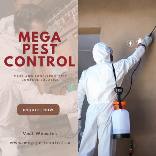 Mega Pest Control offers the Bald-faced Hornet Control services in Vancouver. Get the best pests services at the lowest cost and tips for preventing a bald-faced hornet infestation. Call at 604-866-8616 now.

https://megapestcontrol.com/pest-category/bald-faced-hornet/