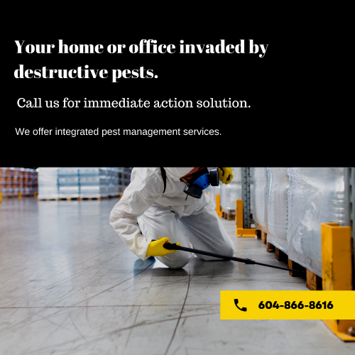 Mega Pest Control provides fast and professional Black Widow Spider throughout Surrey. Contact us today if you are looking to hire reliable black widow spider control services in Surrey and BC Canada or visit online.

https://megapestcontrol.com/pest-category/black-widow-spider/