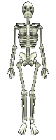 skeleton14
