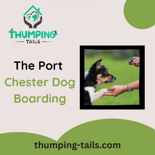 Thumping Tails LLC: Your trusted choice for Port Chester Dog Boarding. Experience top-quality care and a home away from home for your furry friend. Book with us today for worry-free pet boarding in Port Chester. Your dog's happiness is our priority! For more inquiries please visit our website.
https://www.thumping-tails.com/port-chester/