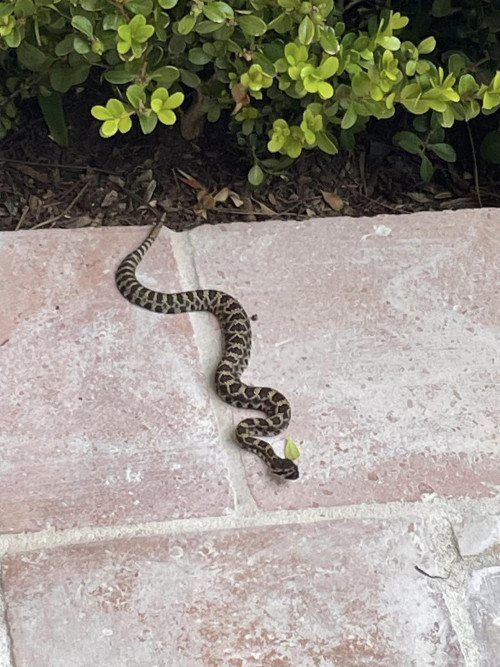 Rattlesnake Newport