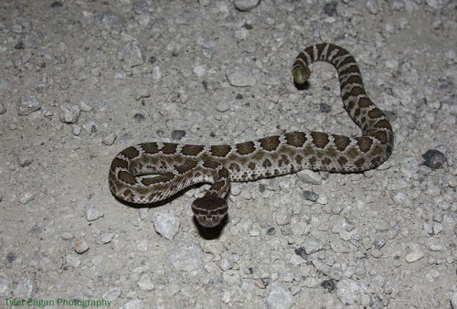 So Cal rattlesnake